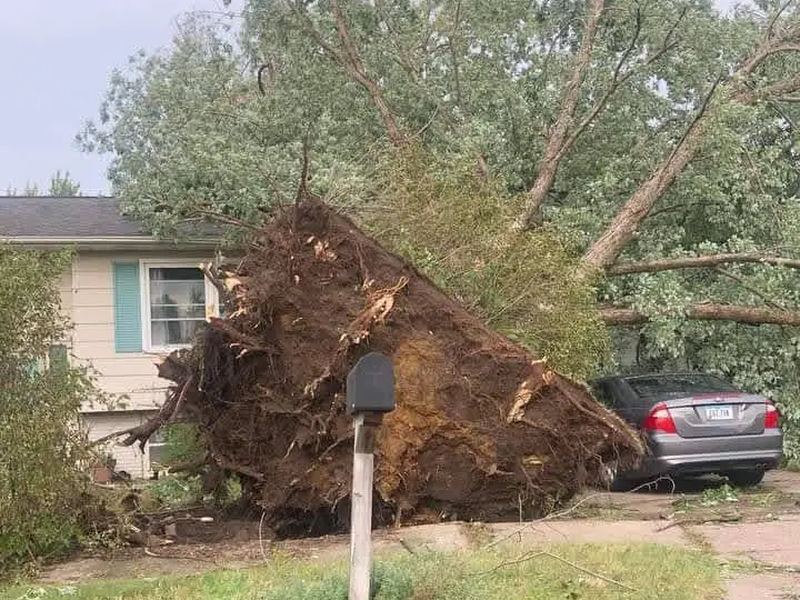 Tree removal job near Brooklyn Center, MN