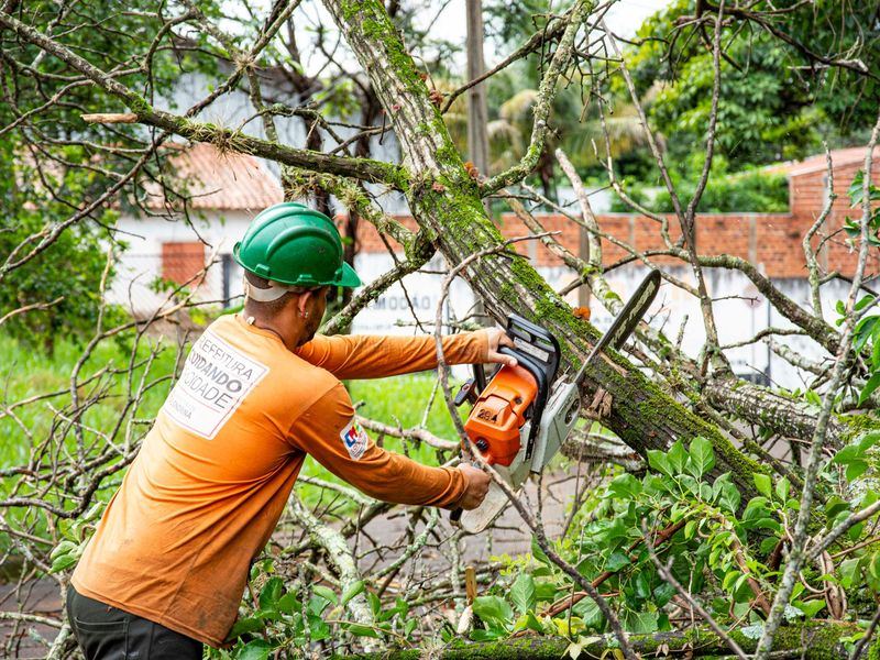 Tree removal job in the Lowry Hill neighborhood of Minneapolis