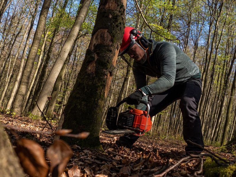 Tree removal job near Roseville, MN
