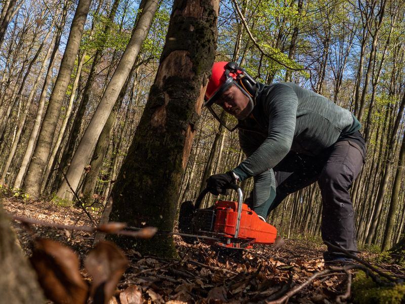 Tree removal job near St. Louis Park, MN